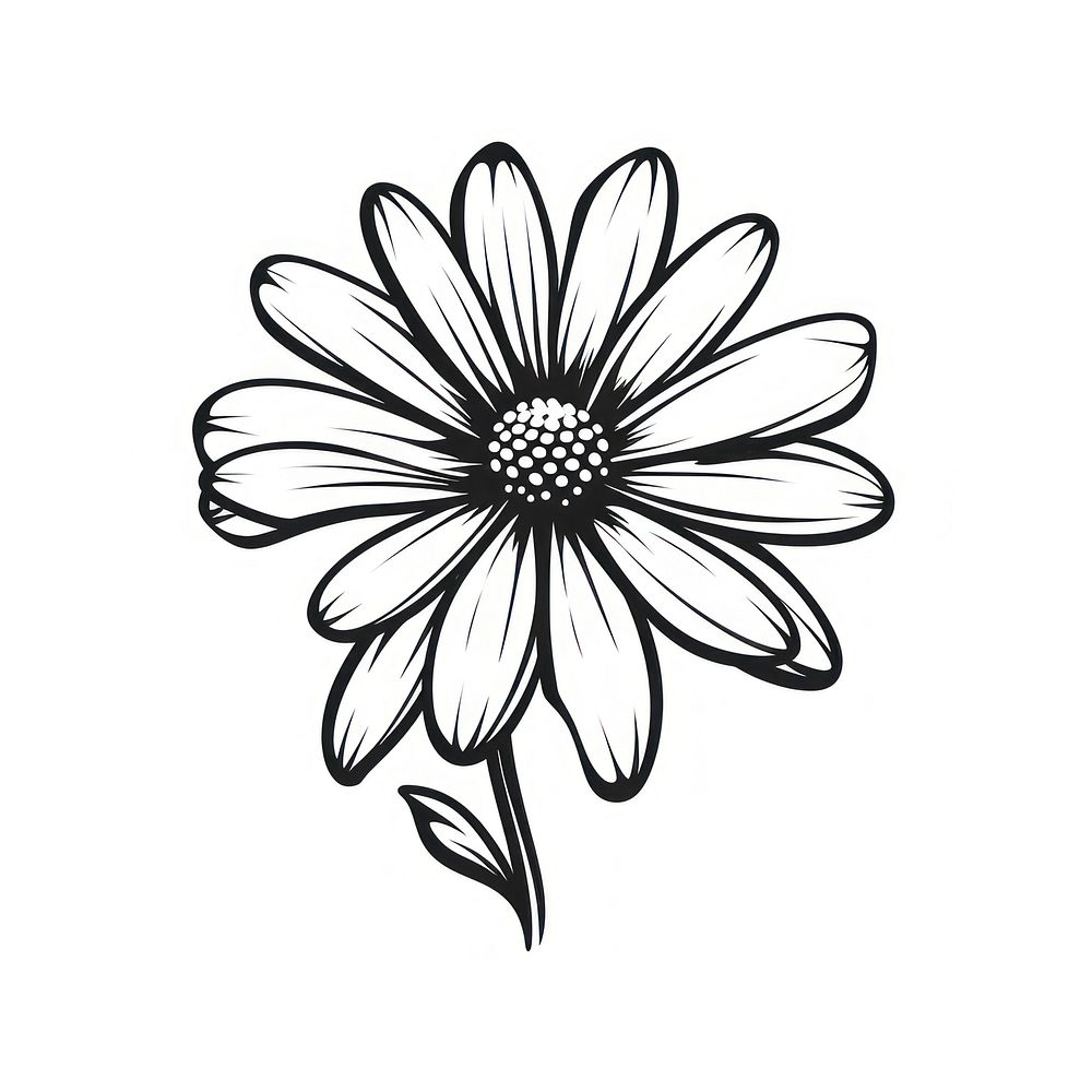 Daisy drawing flower sketch.