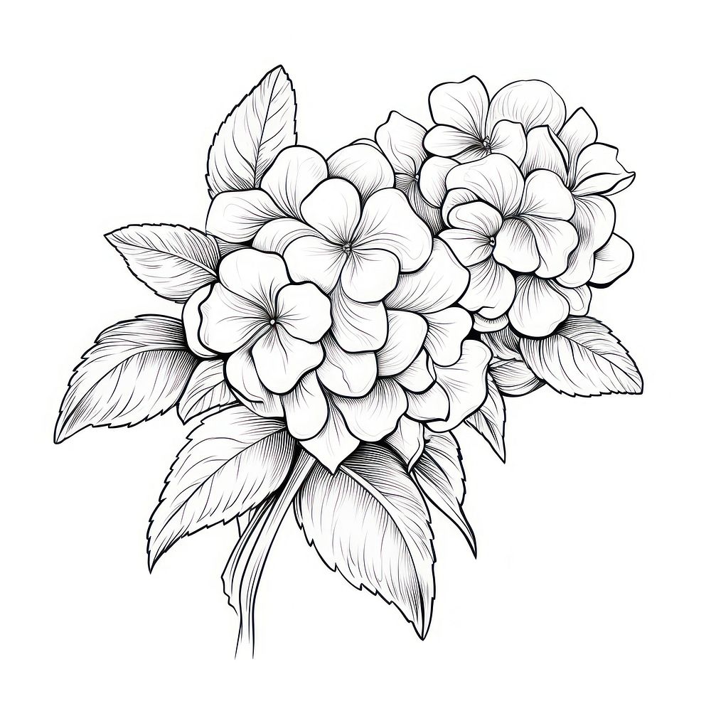 Hudrangea drawing sketch flower.