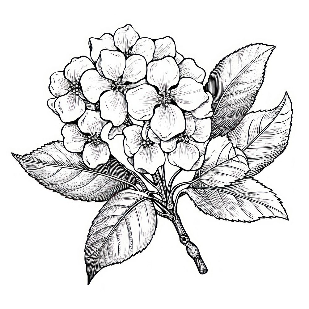 Hudrangea drawing flower sketch.