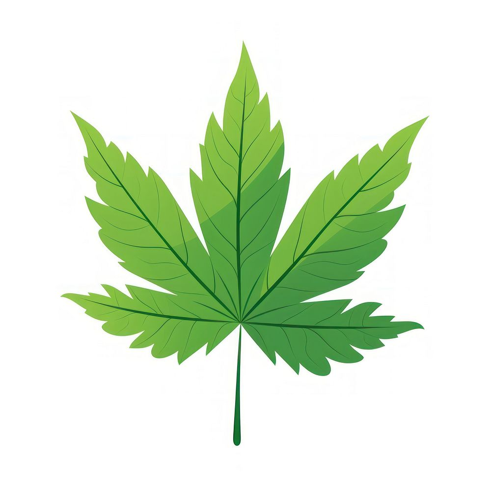 Leaf plant white background cannabis.