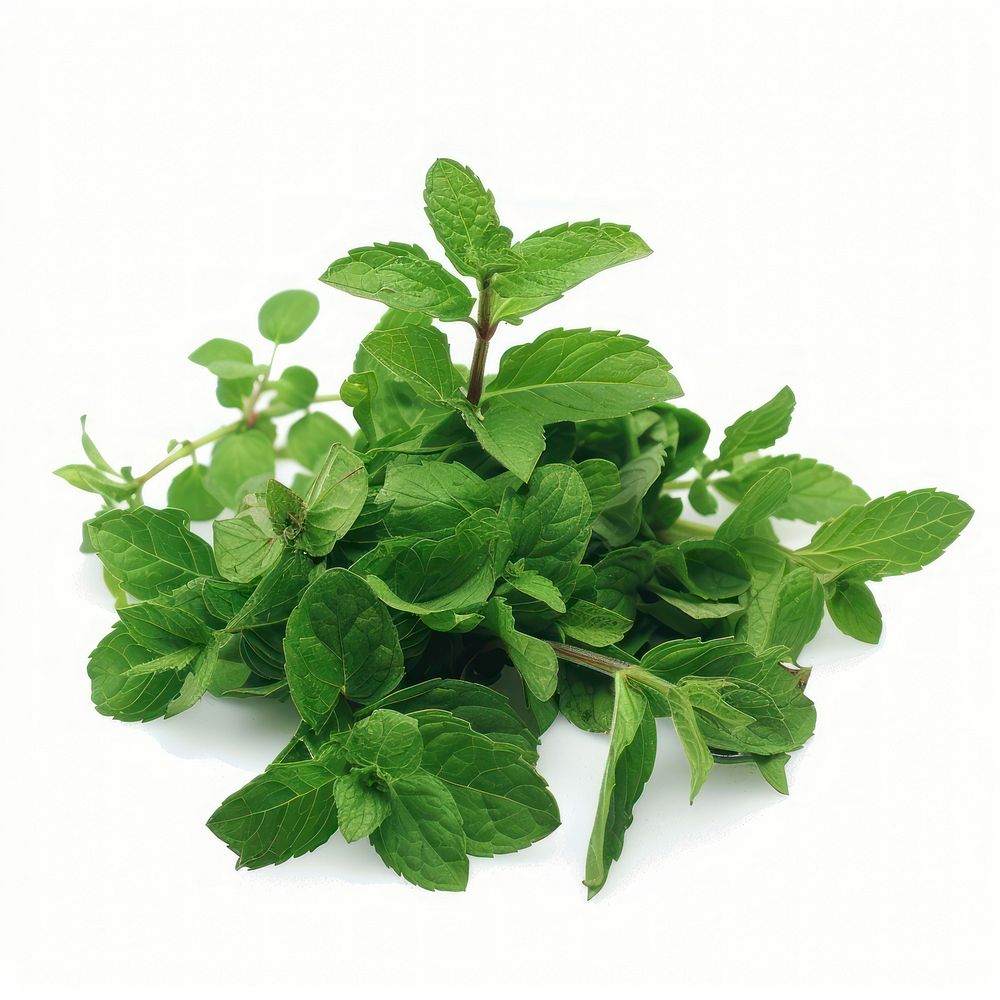 Fresh raw mint leaves plant herbs leaf.