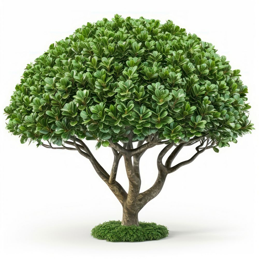 Ornamental tree bonsai plant leaf.