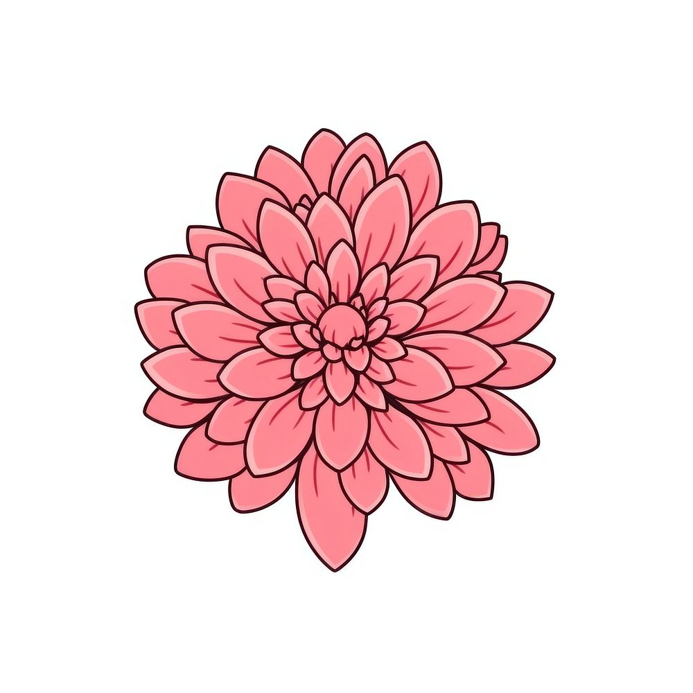 Pink Chrysanthemum flower dahlia line white background.