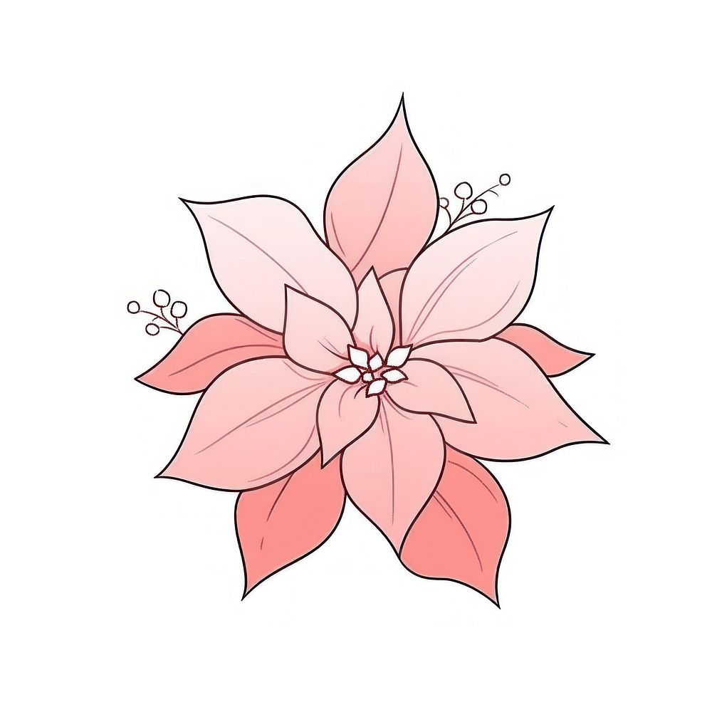 Pink Poinsettia flower drawing sketch petal.