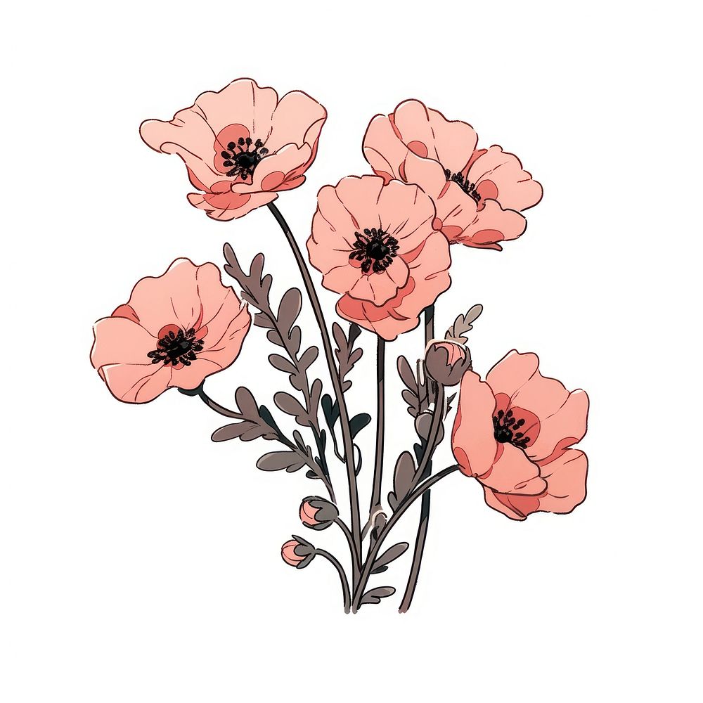 Pink poppies flower drawing sketch plant.