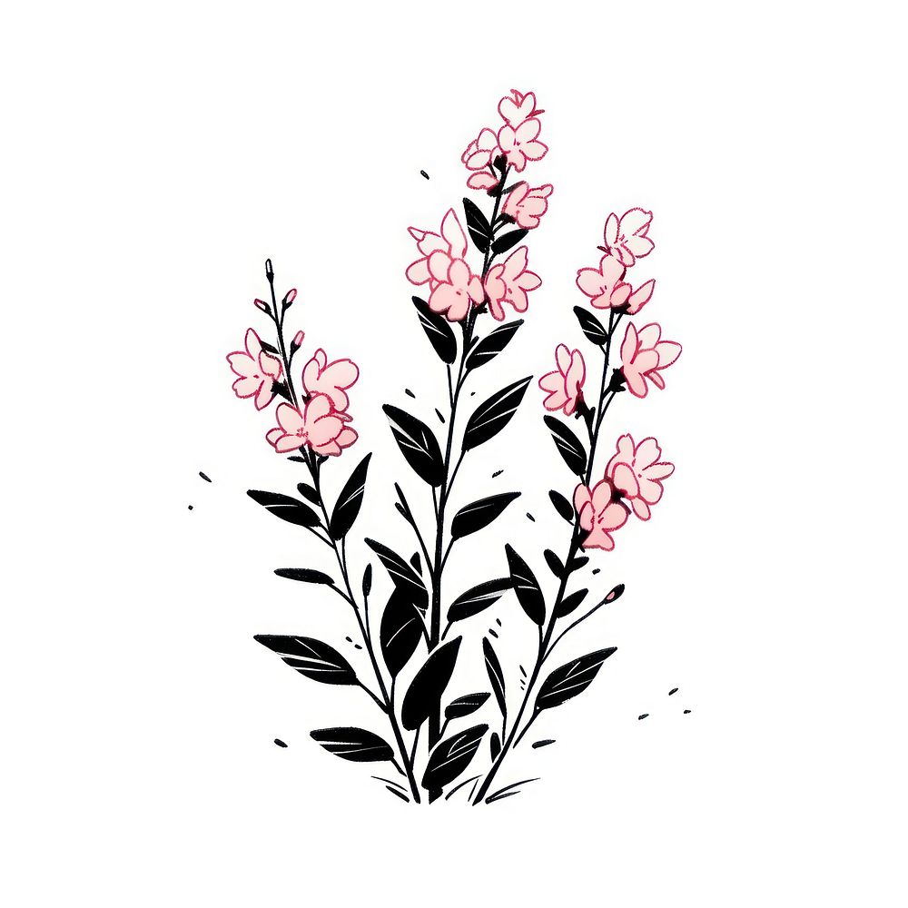 Pink salvia flower pattern plant line.