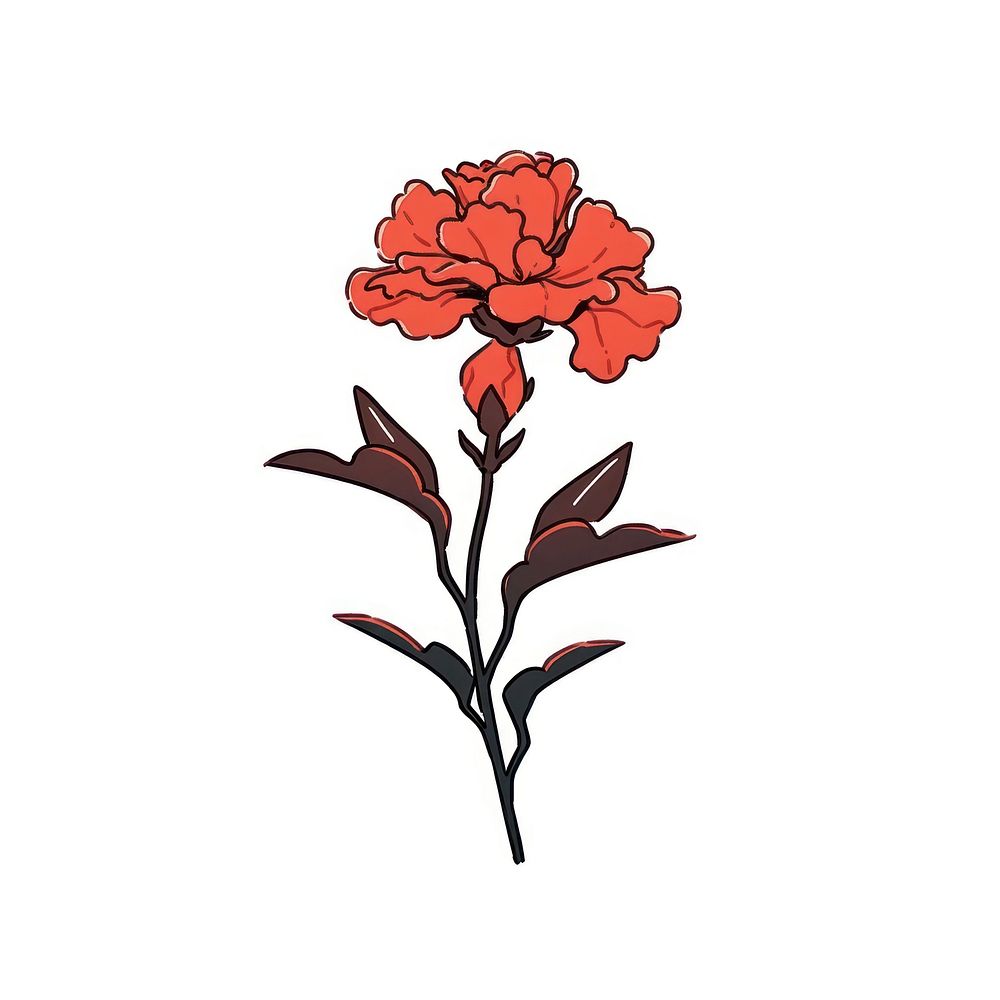 Red carnation flower plant white background inflorescence.