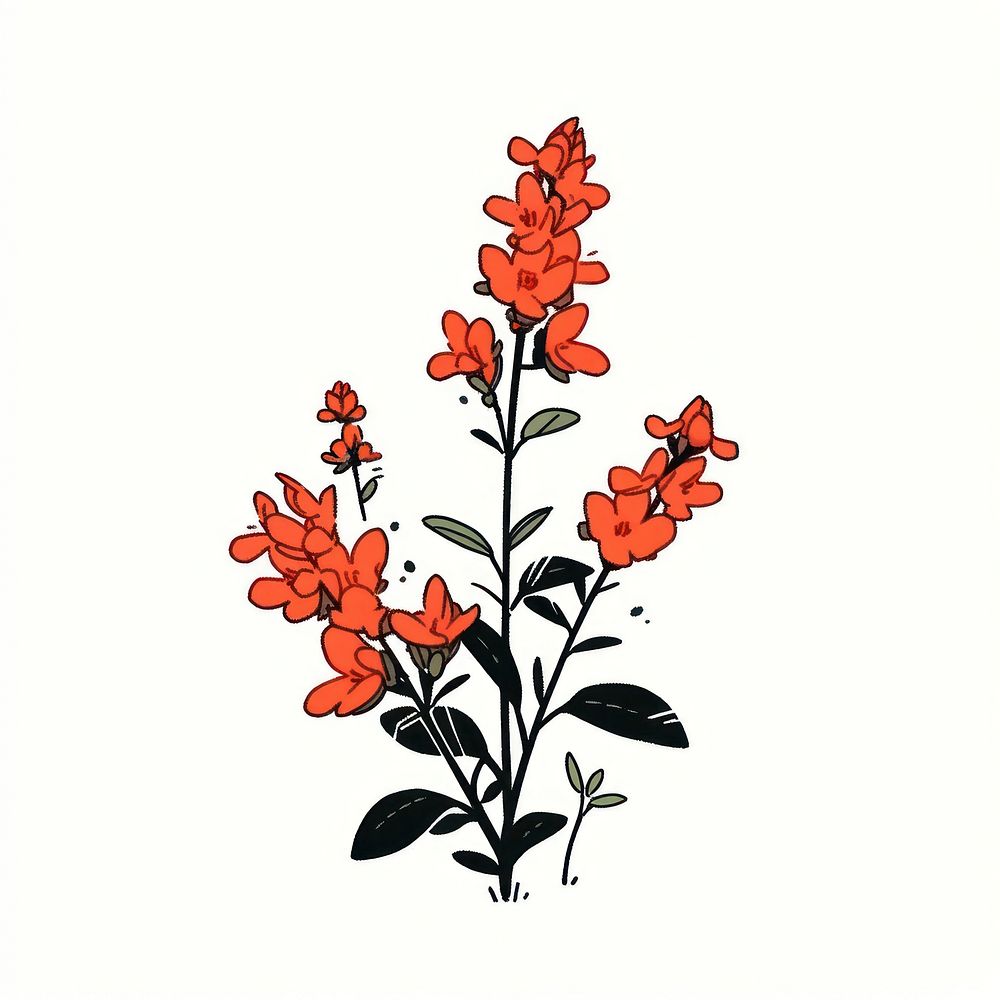 Red salvia flower pattern plant white background.