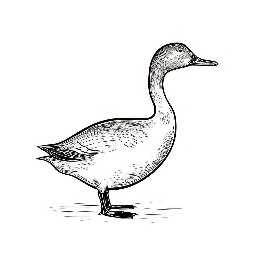 Full body duck logo drawing animal sketch.