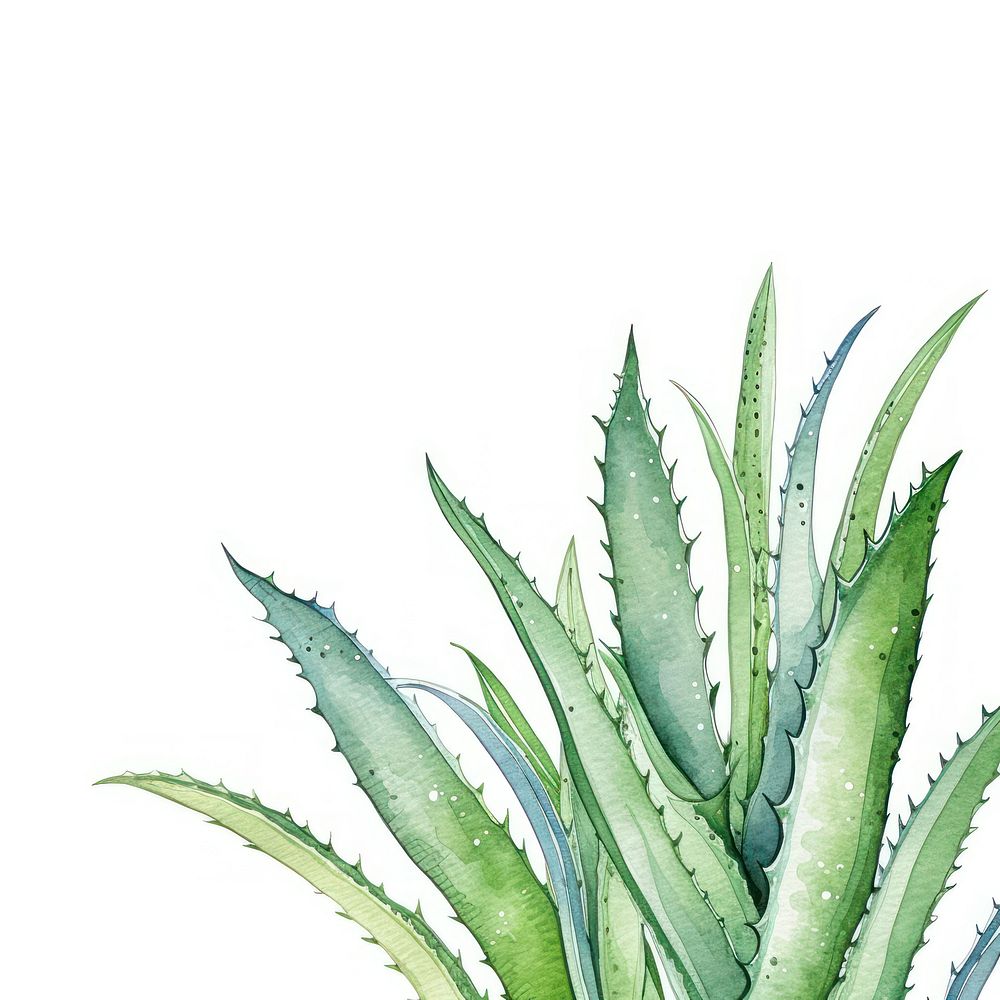 Aloe vera border watercolor backgrounds plant xanthorrhoeaceae.