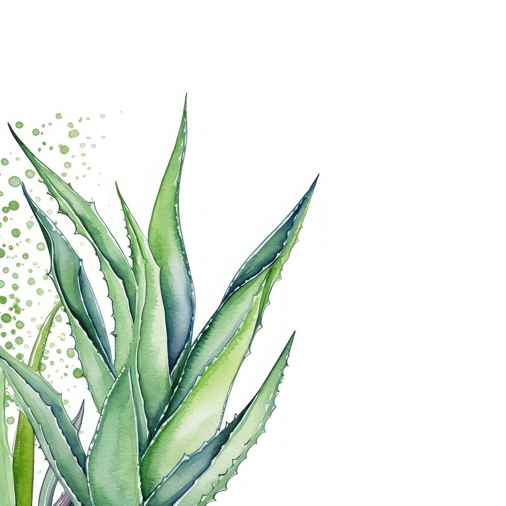Aloe vera border watercolor backgrounds plant xanthorrhoeaceae.