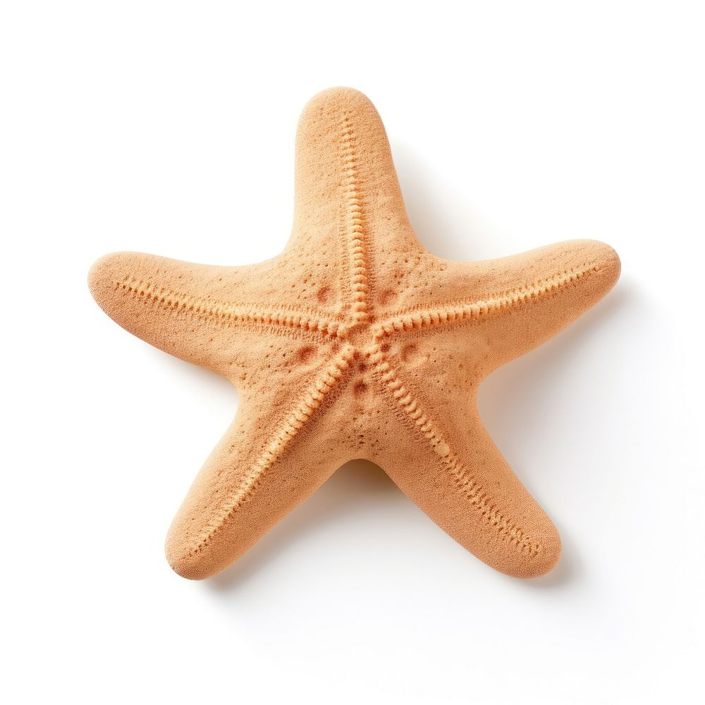 Sand sculpture of starfish white background invertebrate simplicity.