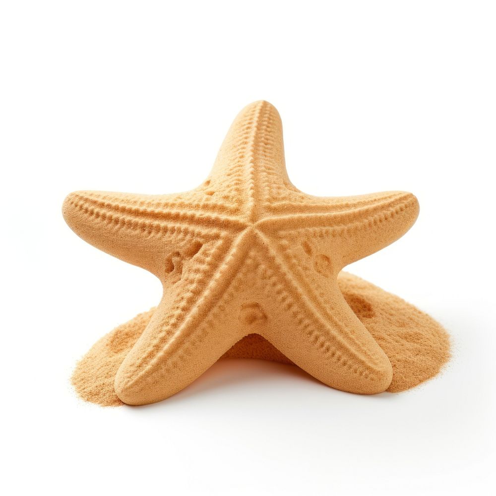 Sand sculpture of starfish white background invertebrate simplicity.
