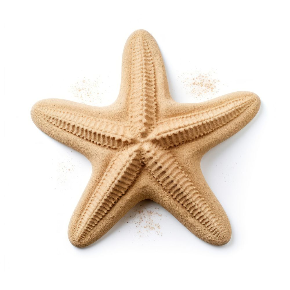 Sand sculpture of starfish beach white background invertebrate.