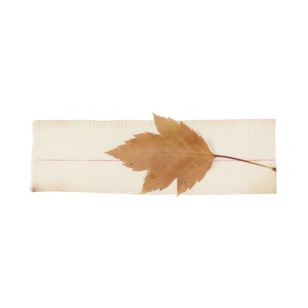 Tape stuck on autumn leaf plant paper tree.