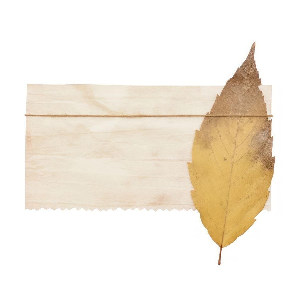 Tape stuck on autumn leaf plant paper wood.