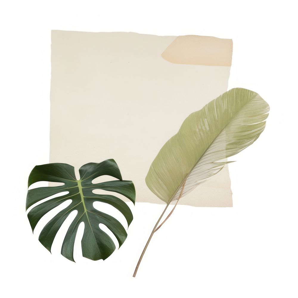 Tape stuck on the monstera leaf plant paper white background.