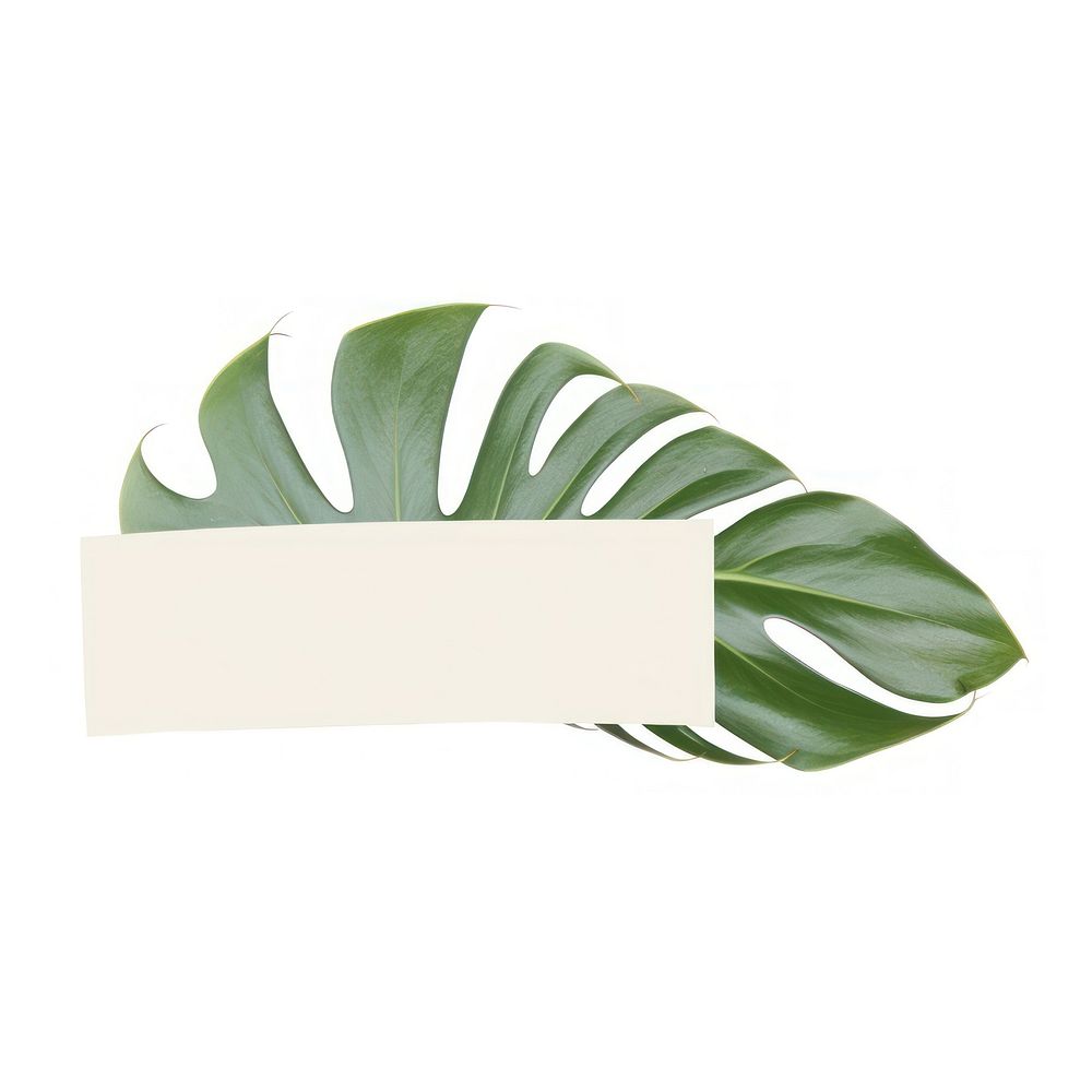 Tape stuck on the monstera leaf plant white background rectangle.