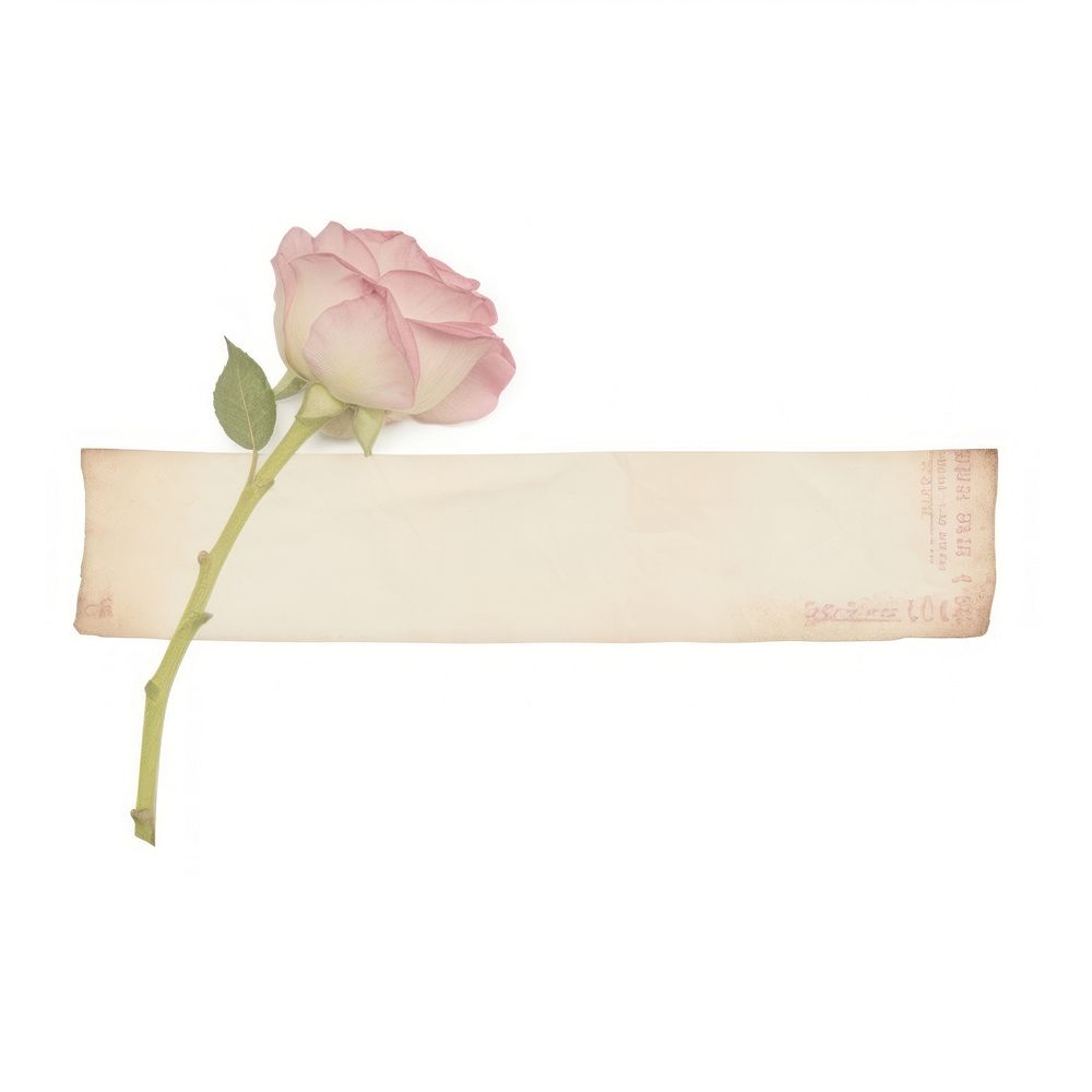 Tape stuck on the pink rose flower plant paper.