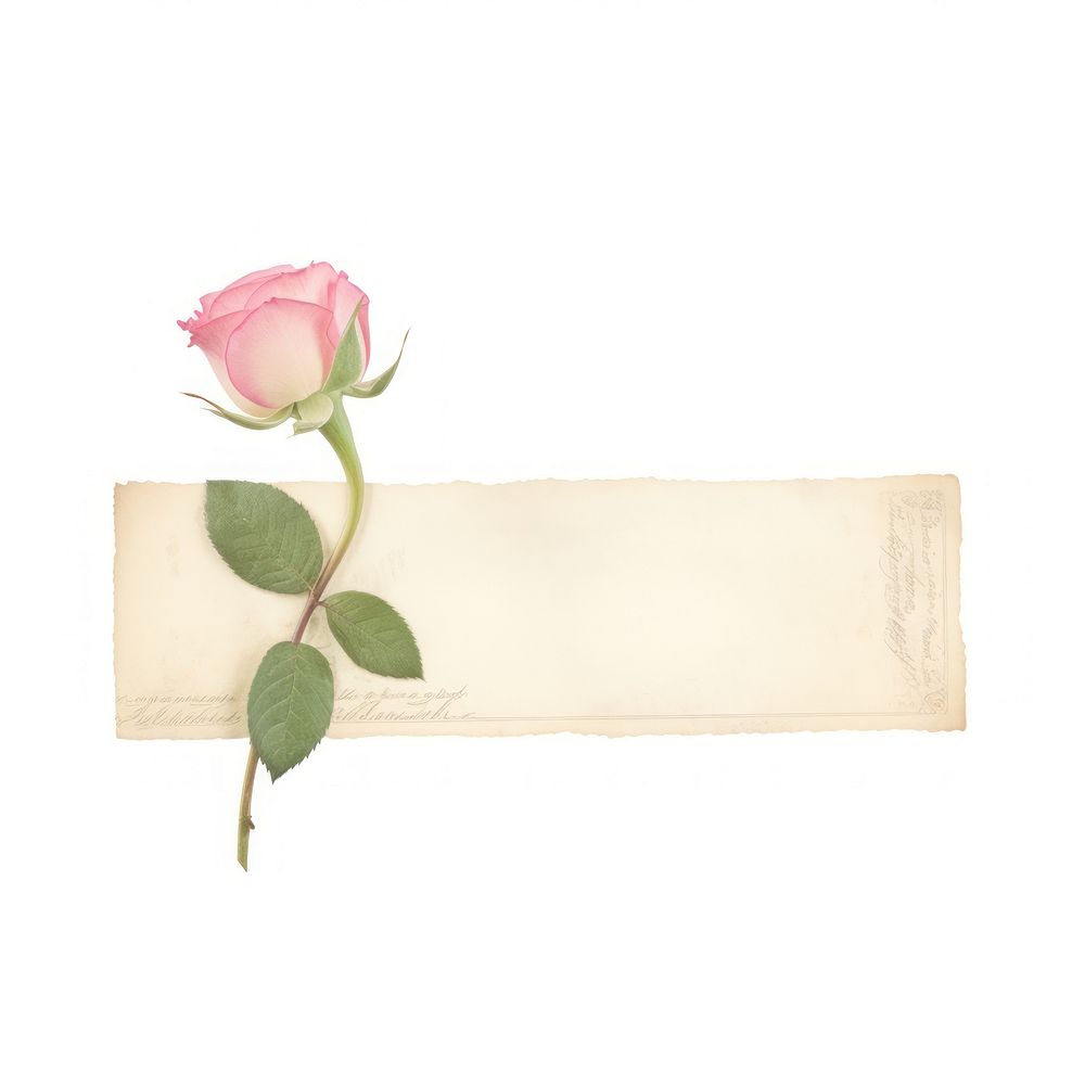 Tape stuck on the pink rose flower plant paper.