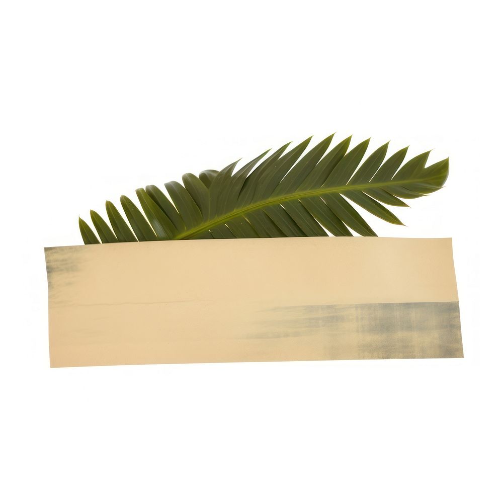 Tape stuck on the tropical leaf plant white background planter.