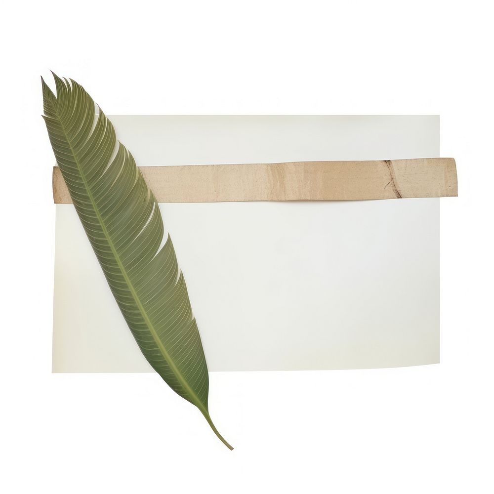 Tape stuck on the tropical leaf plant paper white background.