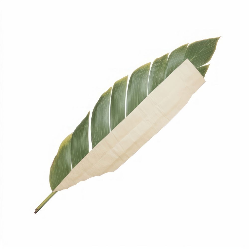 Tape stuck on the tropical leaf plant white background weaponry.