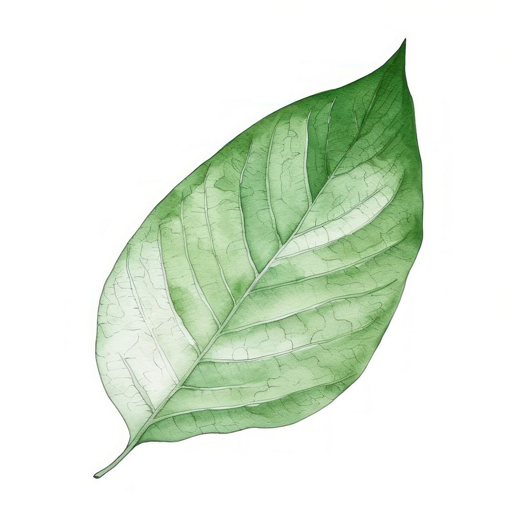 Leaf plant white background annonaceae.