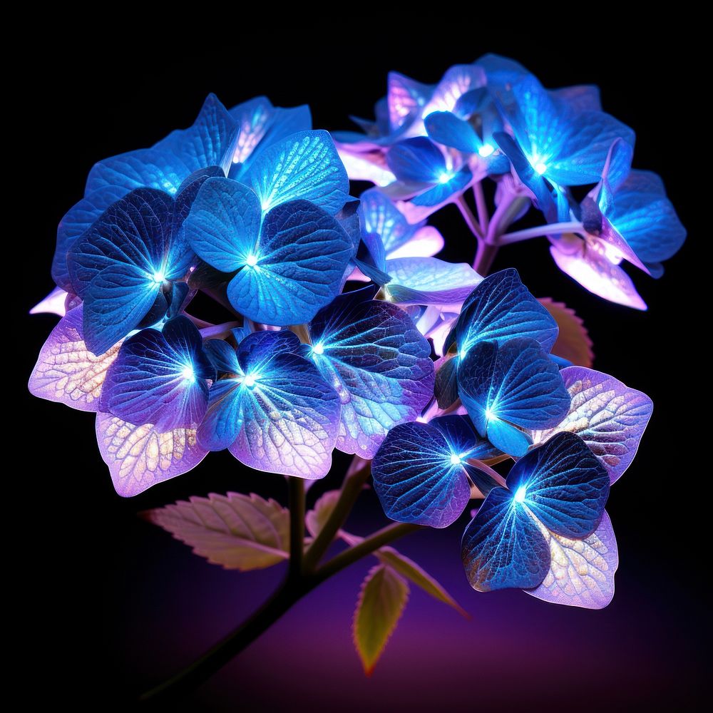 Neon small hydrangea flower purple light.