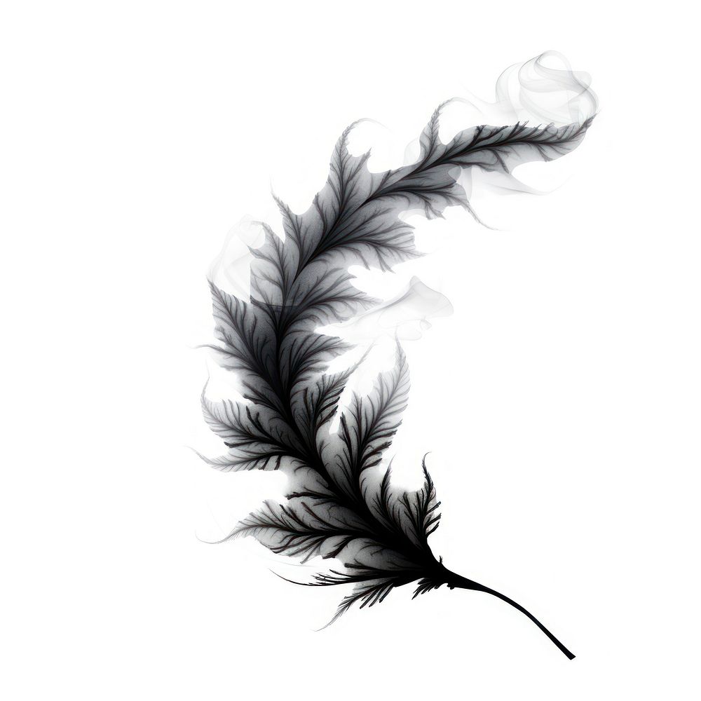 Abstract smoke of fern graphics drawing sketch.