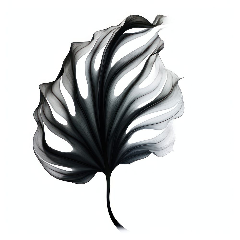 Abstract smoke of monstera leaf graphics plant.