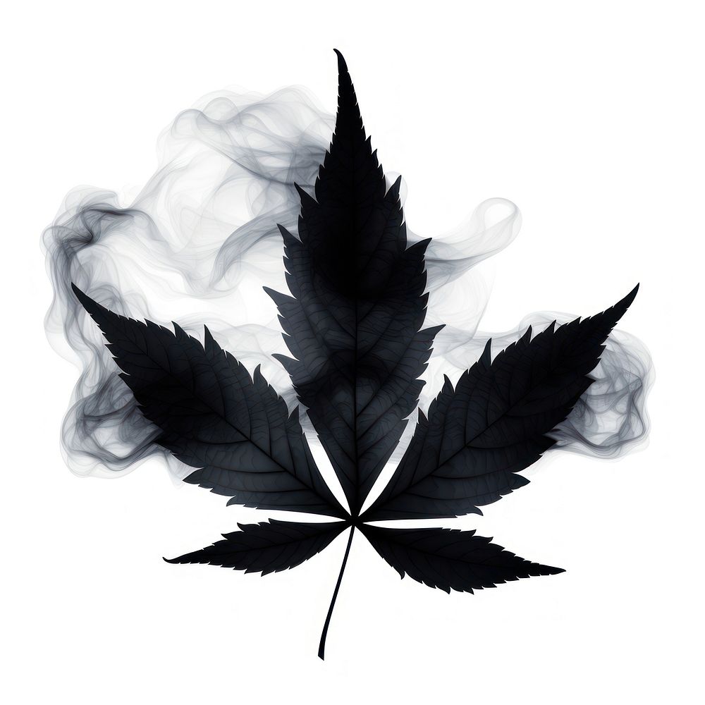 Abstract smoke of maple leaf plant white.