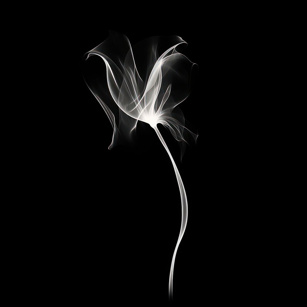 Abstract smoke of tulip flower white black.