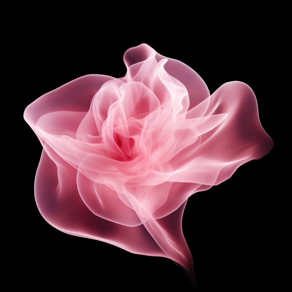 Abstract smoke of rose flower petal plant.