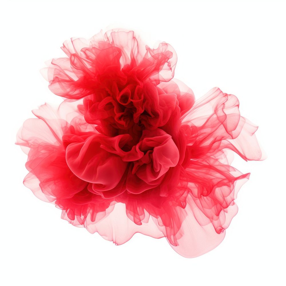 Abstract smoke of carnation flower plant rose.