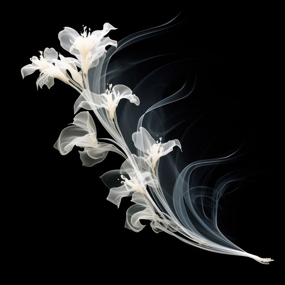 Abstract smoke of orchid graphics flower white.