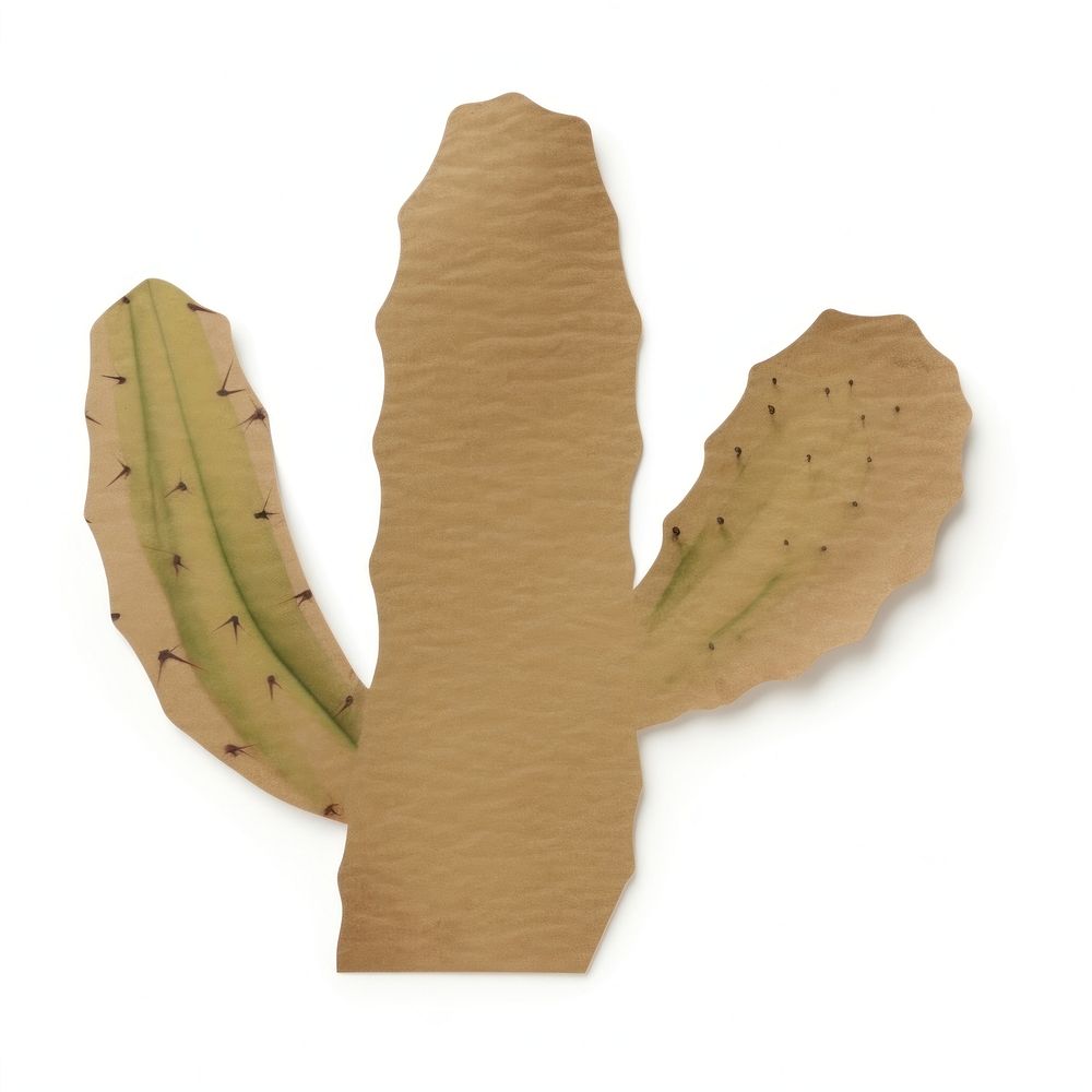 Cactus shape ripped paper plant white background climate.