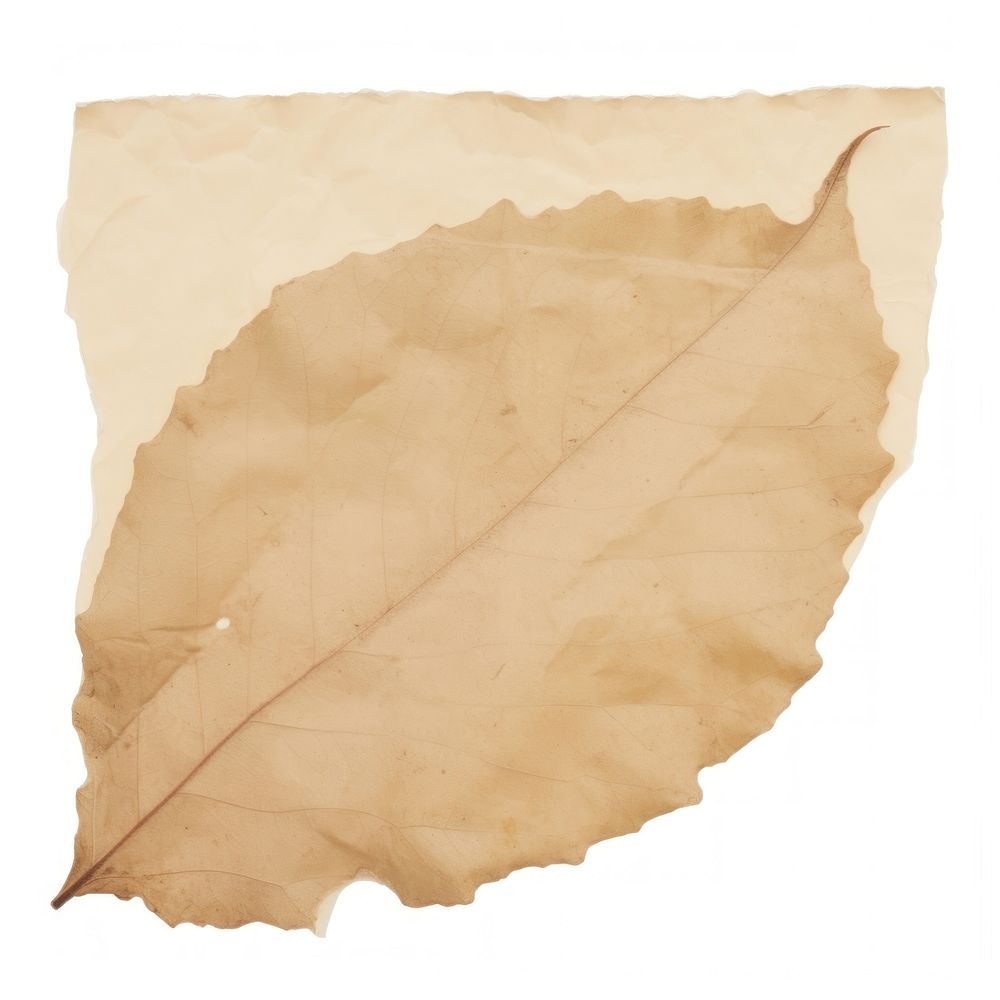 Leaf ripped paper backgrounds plant white background.