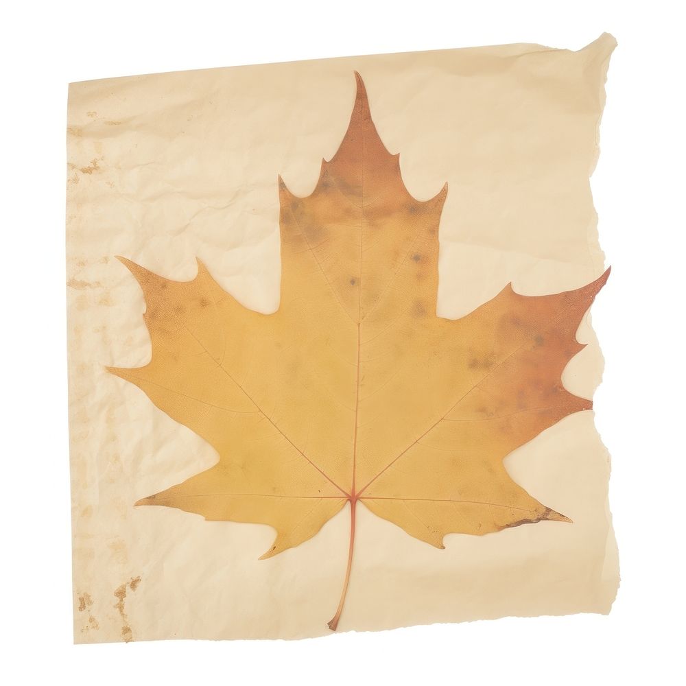 Maple leaf ripped paper plant tree white background.