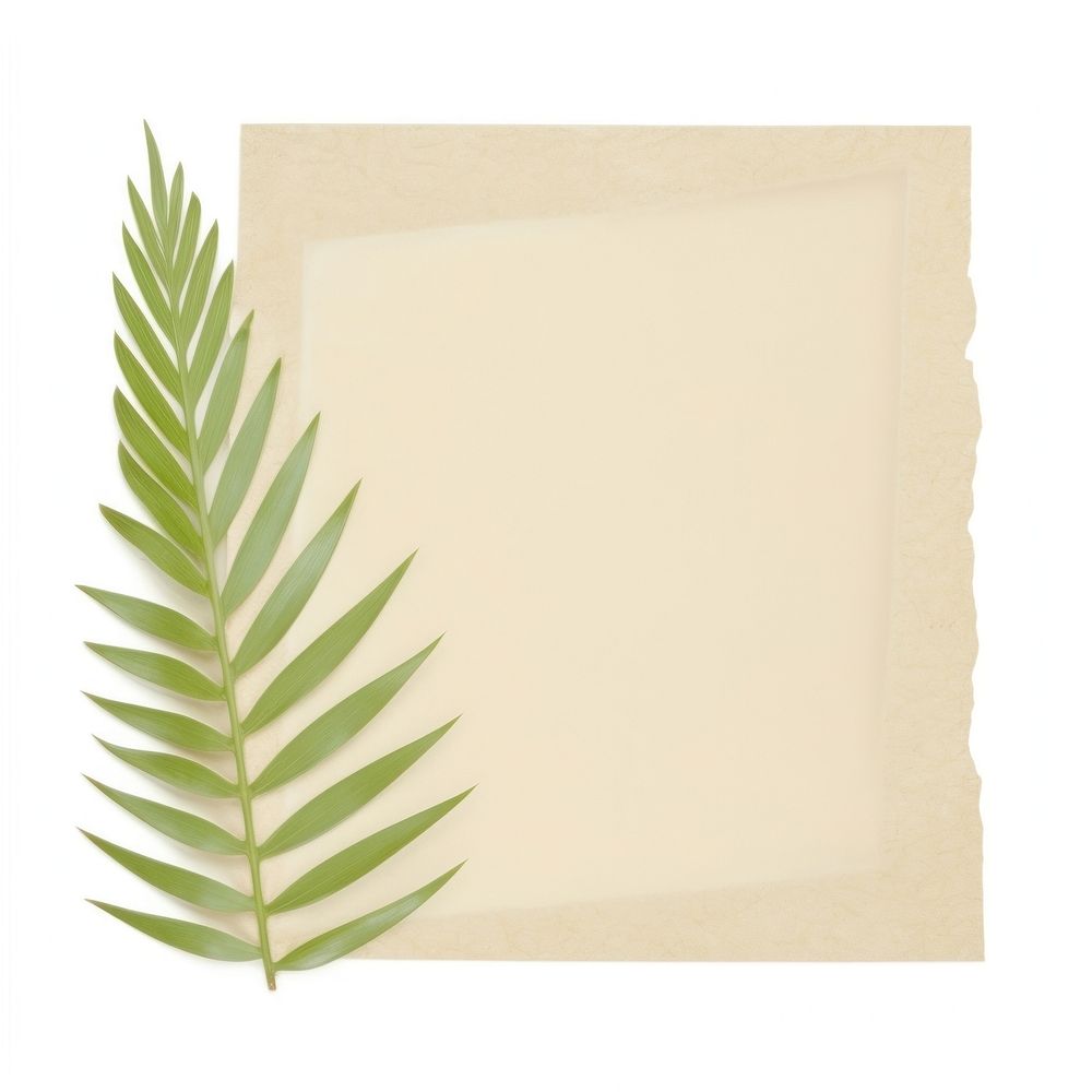 Palm leaf ripped paper plant white background blackboard.