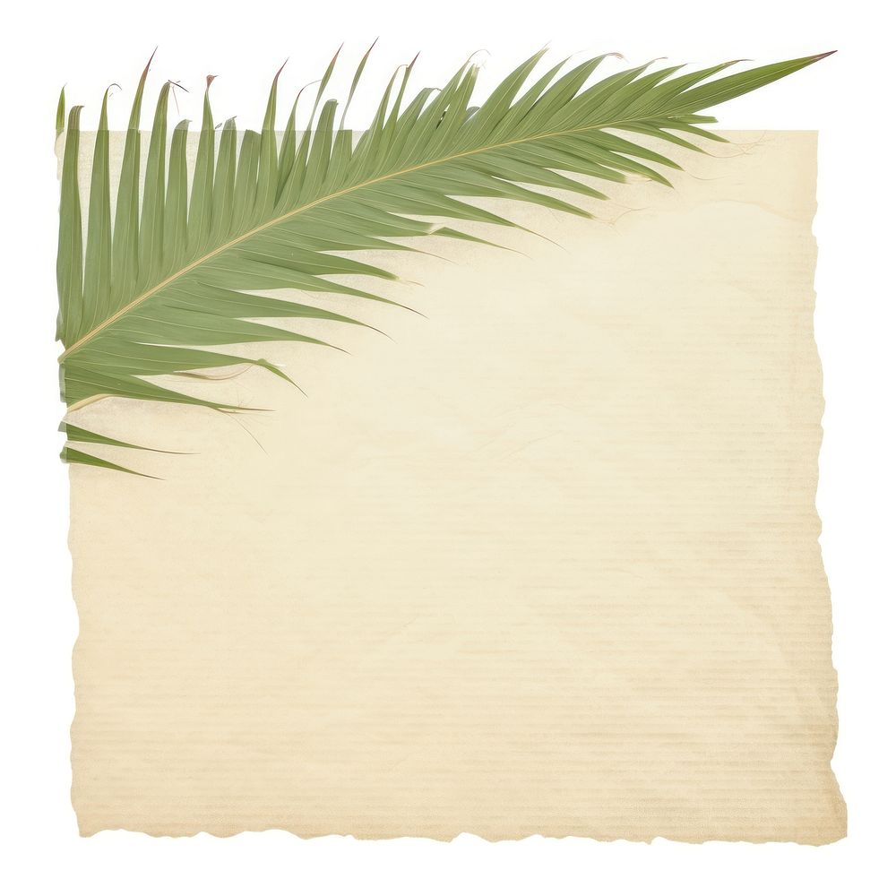Palm leaf ripped paper backgrounds plant text.