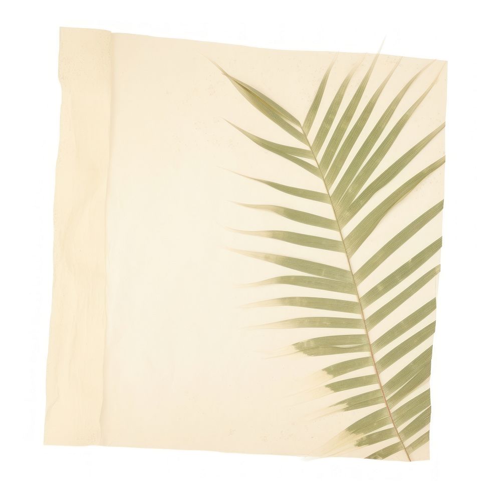 Palm leaf ripped paper plant white background rectangle.
