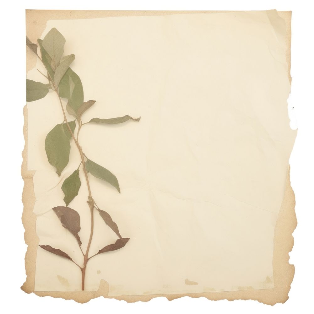Plant ripped paper leaf text white background.