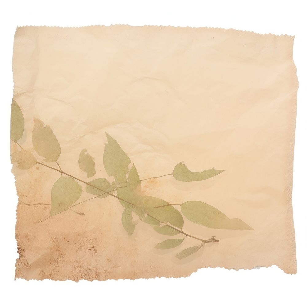 Plant ripped paper leaf white background crumpled.