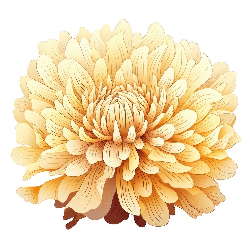 A cartoon-like drawing of a chrysanthemum juice chrysanths dahlia flower.