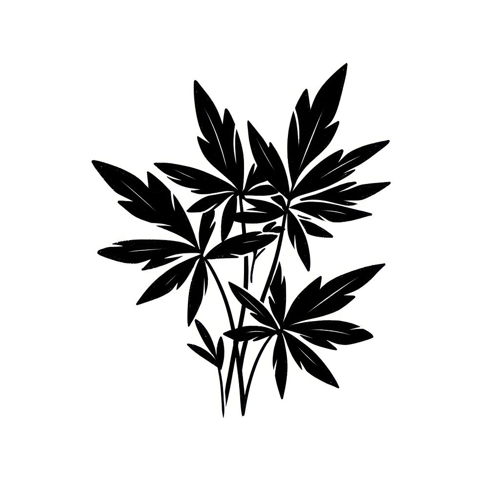 Black cannabis white plant leaf.