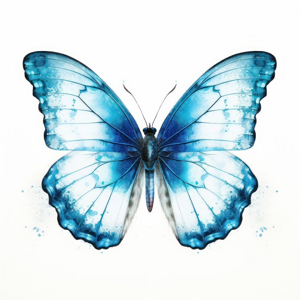Butterfly Risograph style animal insect blue.