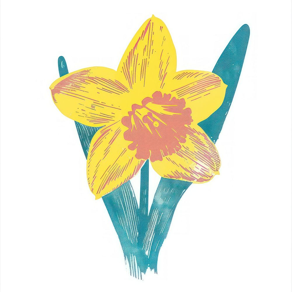 Daffodil Risograph style flower plant white background.