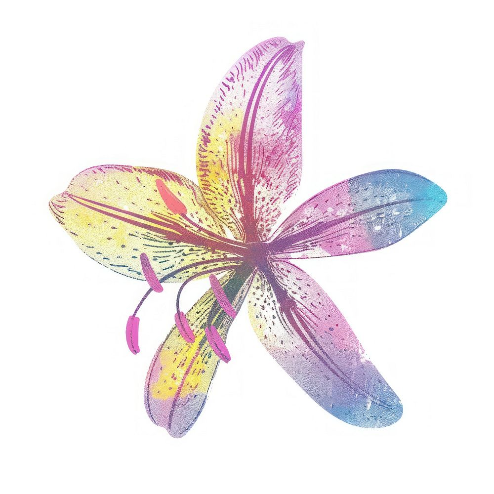 Lily Risograph style flower petal white background.