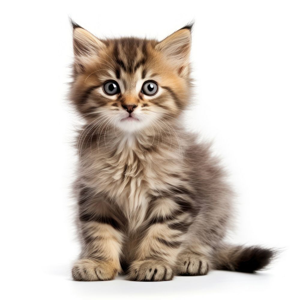 Kitten kitten mammal animal.